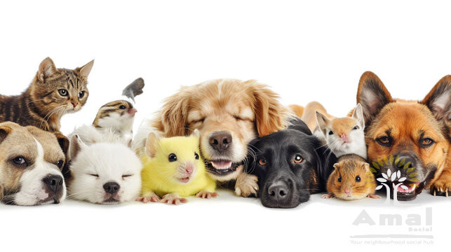Pet First-Aid Basics for Owners